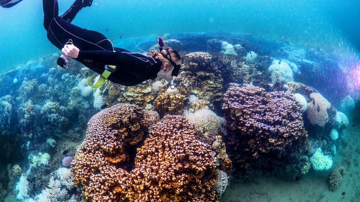 diver exploring coral reef