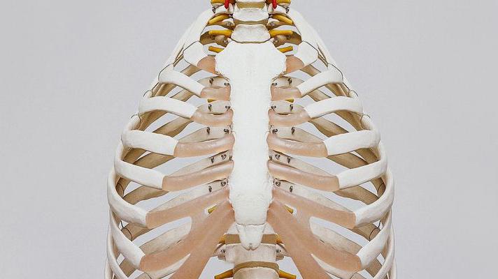photo of a modle rib cage 