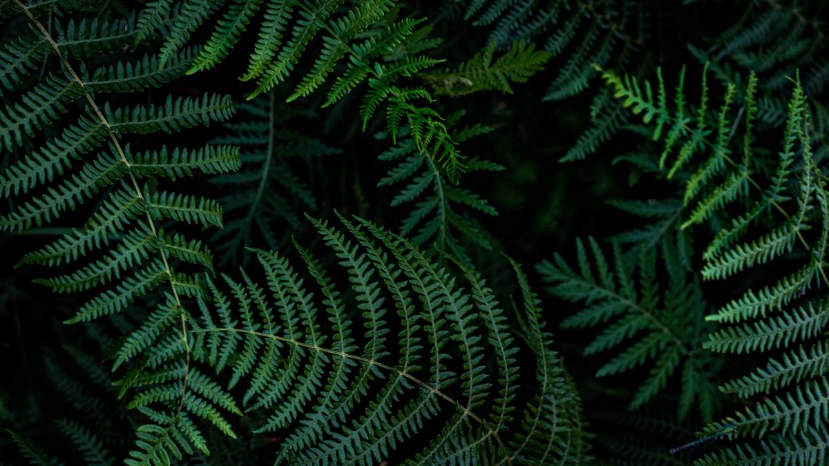 dark green fern leaves